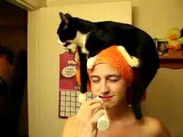 Human Cat Perch Cat Sits On Head Youtube