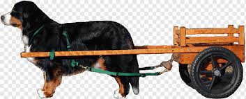 We did not find results for: Dog Breed Bernese Mountain Dog Rein Puppy Bernese Mountain Dog Horse Carnivoran Dog Like Mammal Png Pngwing
