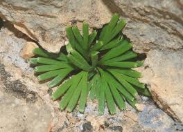 Image result for Actiniopteris semiflabellata