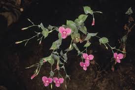 Image result for Canscora diffusa