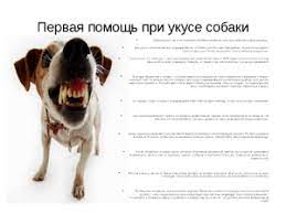 chto delat pri ukuse sobaki pervaya pomosh otvetstvennost hozyaina pravila povedeniya