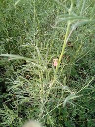 Image result for Indigastrum parviflorum