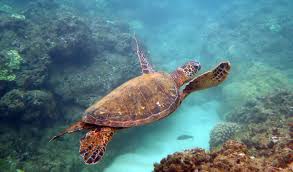 Maybe you would like to learn more about one of these? Snorkeling Hideaways Beach Fun But Challenging To Access