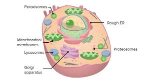 What are the functions of organelles in eukaryotic cells. The Cell Organelles Concise Medical Knowledge