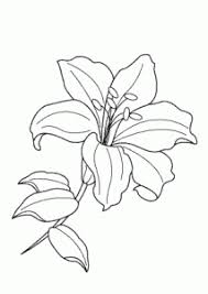 The spruce / wenjia tang take a break and have some fun with this collection of free, printable co. Lilium Flower Coloring Pages For Kids Printable Free Coloing 4kids Com