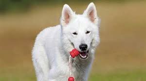 American White Shepherd Price Temperament Life Span