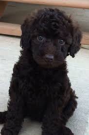The price of our labradoodle puppies for sale in mi is $3000. Pin By Abbie Price On Animals Australian Labradoodle Puppies Labradoodle Puppy Australian Labradoodle