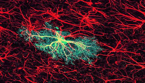 Revealing The Stars Of Brain Adaptability Neuroscience News Neuroscience Neurons Brain