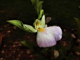 Image result for Brachycorythis