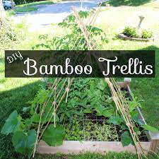 Next post68 cactus landscaping ideas that will inspire you. Pin On Bamboo Bamboozel