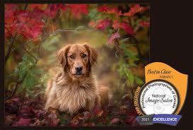 Start by scheduling a call with the photographer. Pet Photo Blog Moncton Pet Photographer