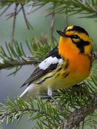 Birds Of Eastern North Carolina Pictures Pin On Birds Of A Feather