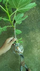 9 jenis tanaman buah dalam pot yang cepat panen jeruk hampir semua varietas jeruk, baik itu jeruk nipis, jeruk limau, atau. Cara Tut Pokok Tin
