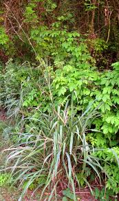 Image result for Panicum maximum