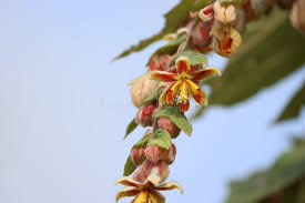 Image result for Grewia retinervis