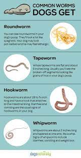 Everyday Foods To Get Rid Of Dog Worms Worms In Dogs Vet Medicine Dog Health Tips