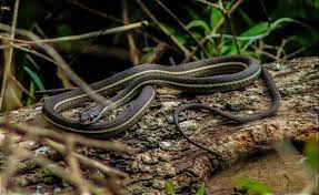 Ribbon Snake Northeast Florida Snake Florida Northeast