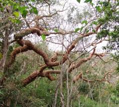 Image result for Commiphora schlechteri