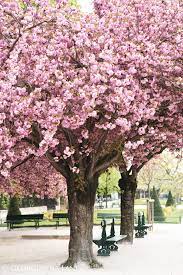 We did not find results for: April In Paris Clouds Of Pink Georgianna Lane Blossom Trees Springtime In Paris Beautiful Gardens