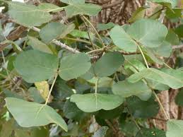 Image result for Erythrina abyssinica