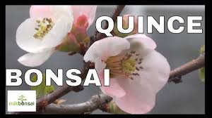 'texas scarlet' is a dwarf hybrid between chaenomeles japonica and chaenomeles speciosa with small compact habit. Bonsai Trees Chinese Bonsai Quince Japanese Quince Bonsai Trees In Bloom By Mikbonsai Youtube