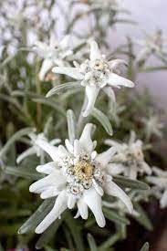 Edelweiss Flower By Bernd Juergens Mostphotos