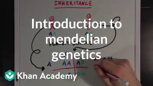 You should not answer multiple questions in a row). An Introduction To Mendelian Genetics Video Khan Academy