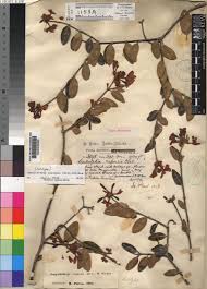 Image result for Ancylobothrys pyriformis