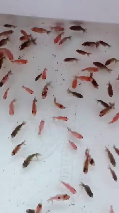Huyết kiếm cauli size 3-4 th&aacute;ng . Bao mềm cho ae m&uacute;n chơi d&ograve;ng huyết k... |  TikTok