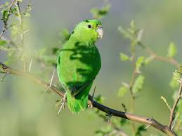 Image result for Cyanotis sp. aff. C. lapidosa