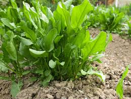 Others can function as hedges, groundcovers or erosion control for slopes. Rediscovering Perennial Vegetables