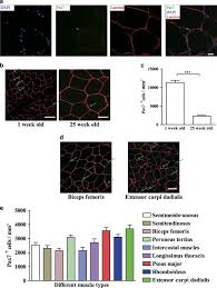 Methods for animal satellite cell culture under a variety of conditions. Characterization And Isolation Of Highly Purified Porcine Satellite Cells Cell Death Discovery