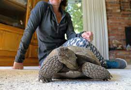An Endangered Desert Tortoise Finds A New Home Kunr
