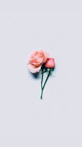Minimalist Aesthetic Flower Wallpaper Hd If the site is useful to you tons of awesome aesthetic pastel minimalist wallpapers to download for free.