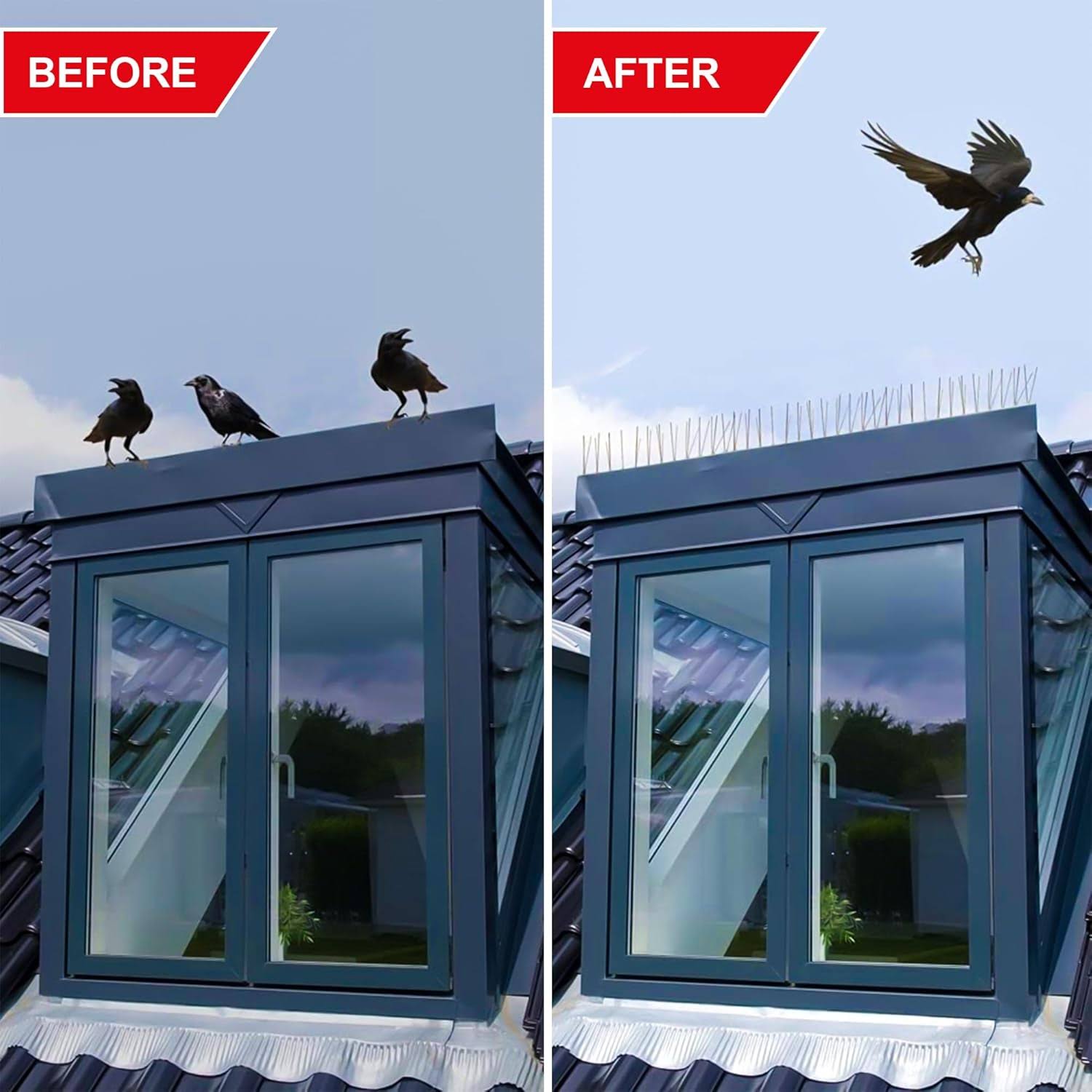 Pigeon Control Service product image