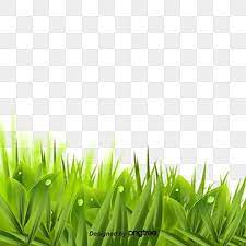 Green Tea Background Material Tea Tea Tree Green Tea Tree Png Transparent Clipart Image And Psd File For Free Download Green Leaf Tea Watercolor Trees Tea Tree