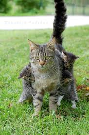That Look On This Mommy S Face Is The Same One The Human Mommy S Have Funny Cats Cats Funny Animals