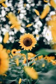 Pin By Tomine On Sunflower Vibes Sunflower Wallpaper Sunflower Photography Sunflower Pictures
