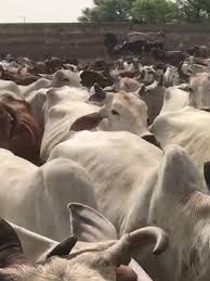 May 20, 2015 · there is no scripture that claims that the cow has 33 crores gods in it, that idea was likely a recent idea passed down through tradition. Why India Has 5 Million Stray Cows Roaming The Country The Washington Post