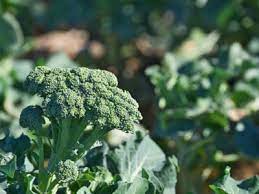 Soil preparation is very important for broccoli plantation. Tips Information About Broccoli Gardening Know How