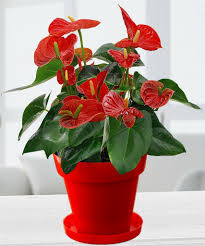 What plants are the best air purifying in india? Easy Growing Best Indoor Houseplants For India Beauty Health Tips
