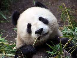 We did not find results for: Endangered Species National Geographic Society