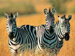 Cute Zebras Wallpapers Wide With Wallpaper High Resolution 2560x1920 Px 805 19 Kb Safari Zebra Zhivotnye