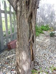 Most people recognize this graceful tree from a distance by its long, pendulous branches that hang like ropes. What S Wrong With My Weeping Willow