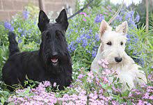 It has a white double coat of fur which fills out the dog's face, giving it a rounded appearance. Scottish Terrier Simple English Wikipedia The Free Encyclopedia