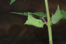 Image result for Ceratotheca sesamoides