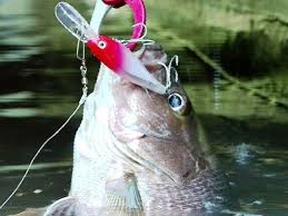 Sehingga diharapkan jangan sampai anda banyak sekali jenis umpan yang bisa digunakan. Menimbang Kembali Warna Artifisial Lure Umpan Tiruan Dan Keefektifannya Di Fishing Ground Pada Waktu Tertentu