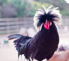 The chickens originated in spain but were then brought to holland, and eventually the dutch perfected their coloring. White Crested Black Polish Chickens Cackle Hatchery