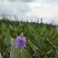 Weekly Wildflower Walk @ Grass River Natural Area