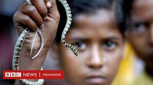 Video ular cobra terbesar di dunia sepanjang sejarah. Mengapa Begitu Banyak Orang Yang Meninggal Karena Gigitan Ular Bbc News Indonesia